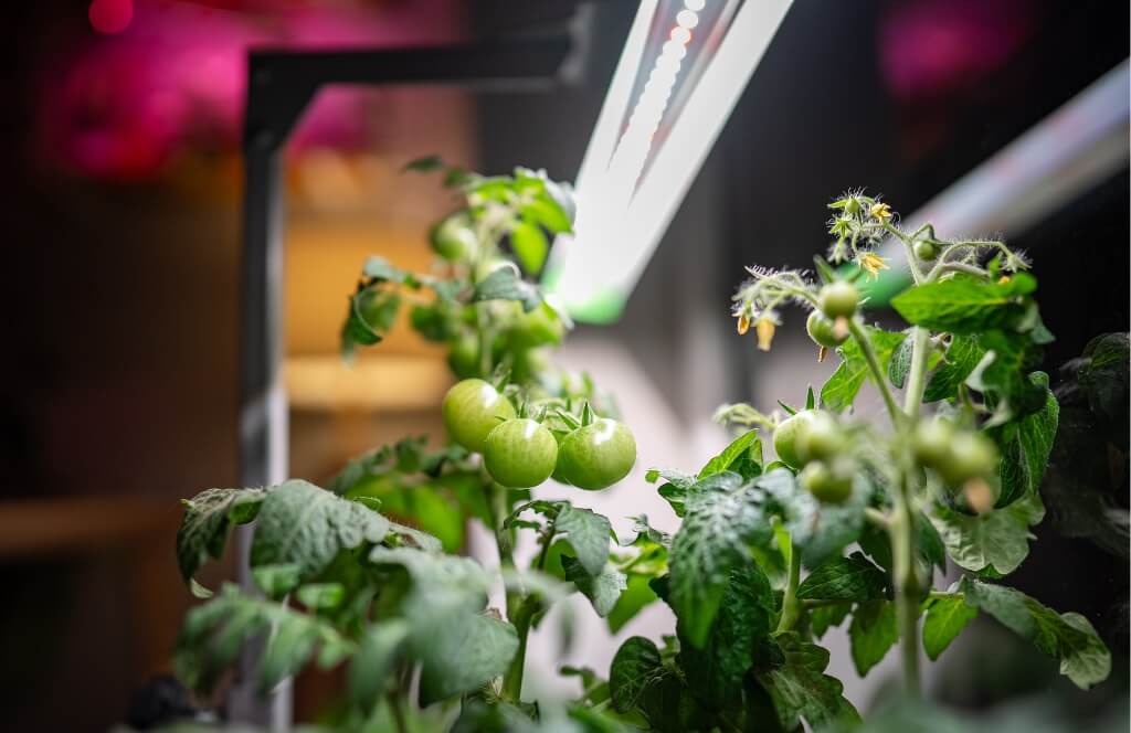Un potager d'intérieur offert en cadeau de Noël pour un grand père